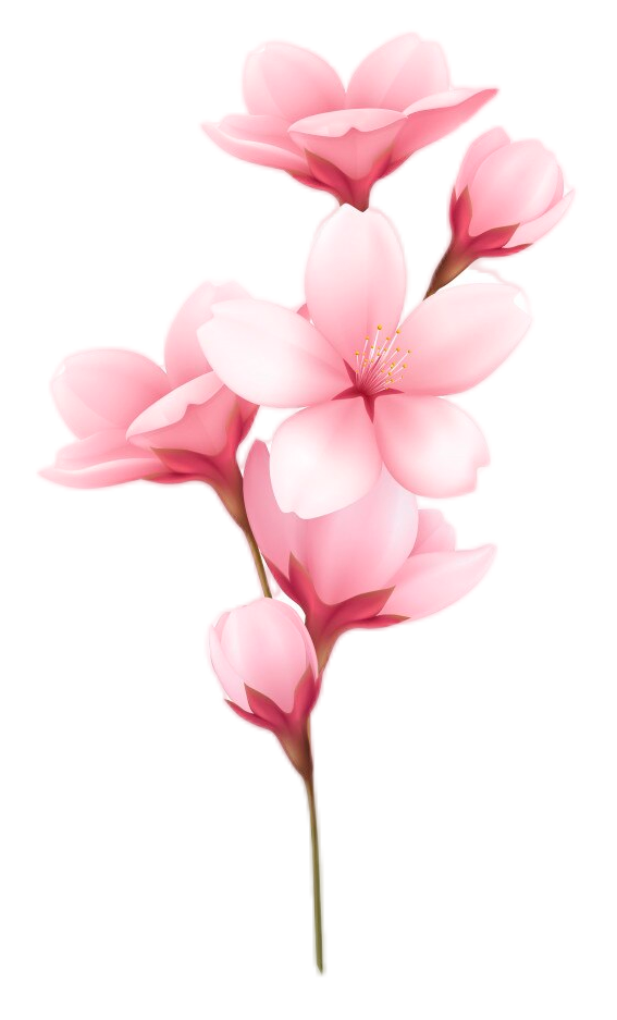 Sakura flowers